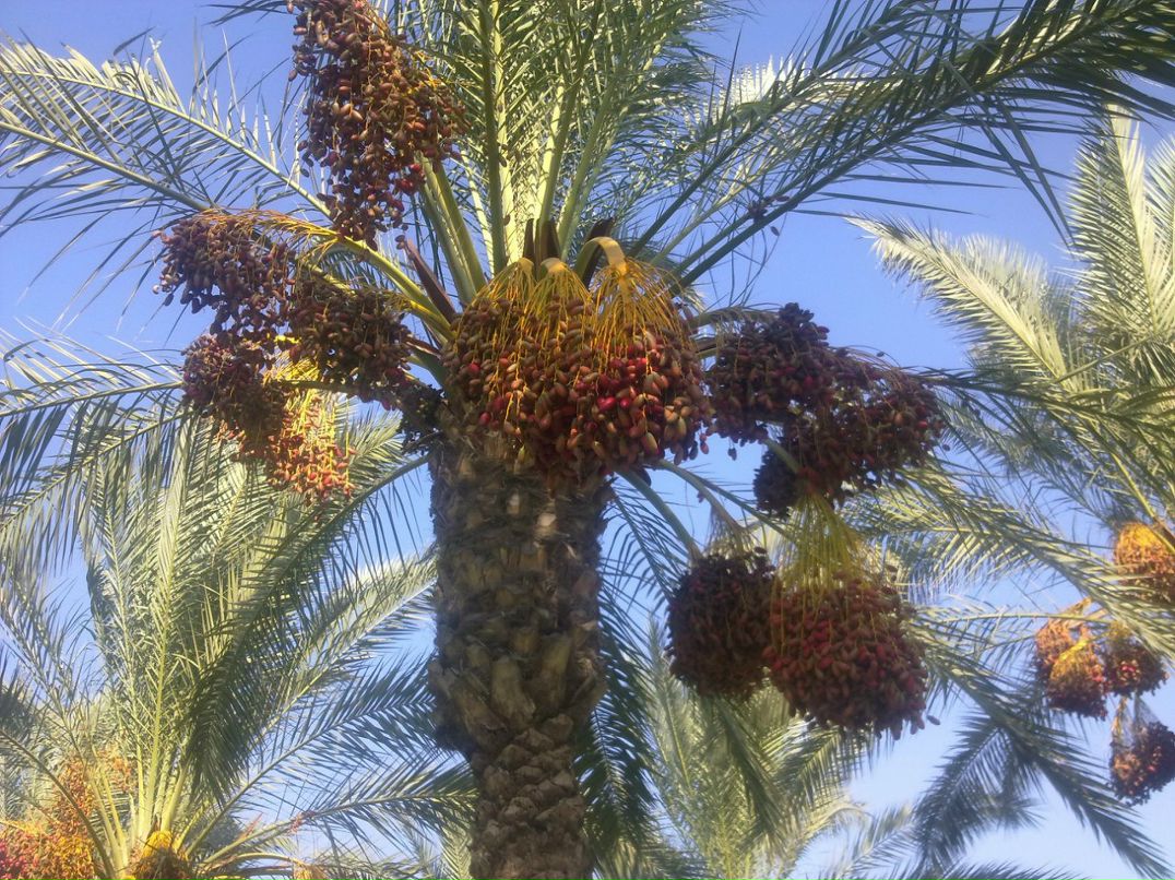 Сергей Гаришин | Большой Исток