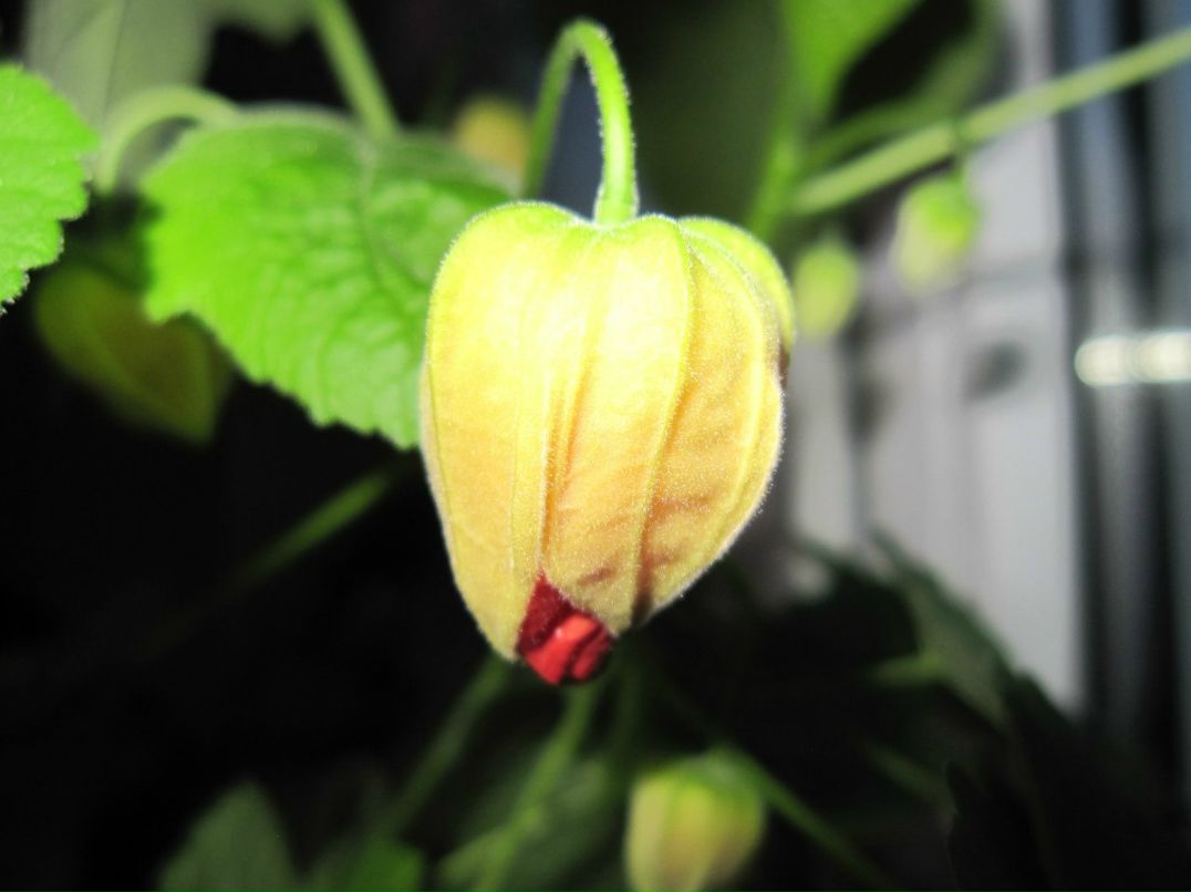 Светлана Серб | Санкт-Петербург