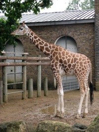 Дашуня Молчанова | Санкт-Петербург