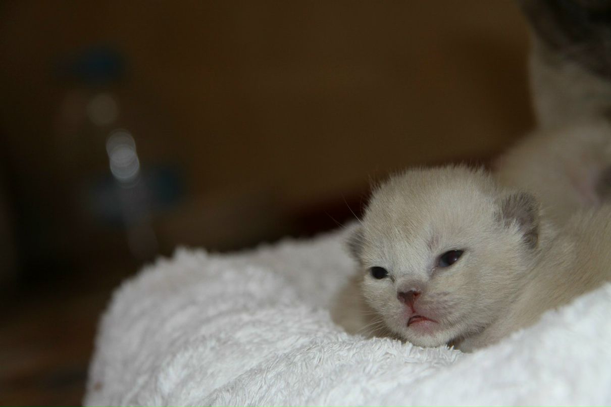 Наталья Лукашова(Алексеева) | Санкт-Петербург