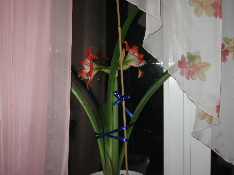 Елена Лонзингер | Красноярск