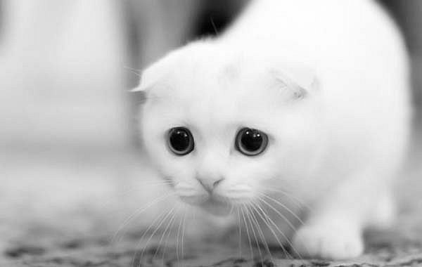 Ирина Тышкевич | Санкт-Петербург