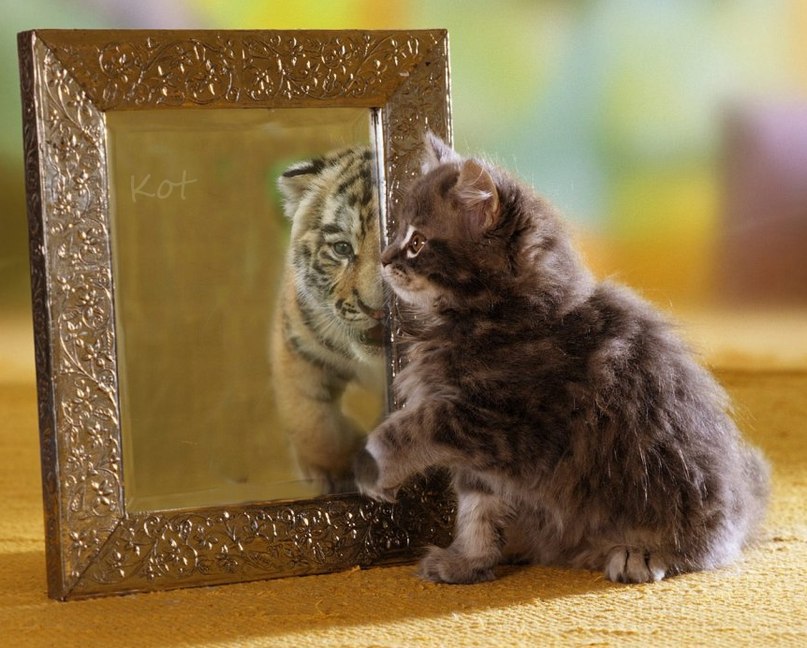 Вадим Савин ◀KOT▶ | Барнаул