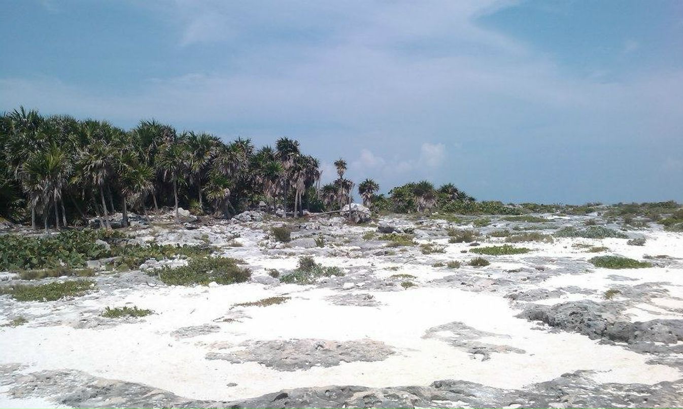 Олег Дмитриев | 