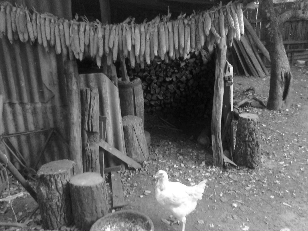 Ксения Нагорная | Чернигов