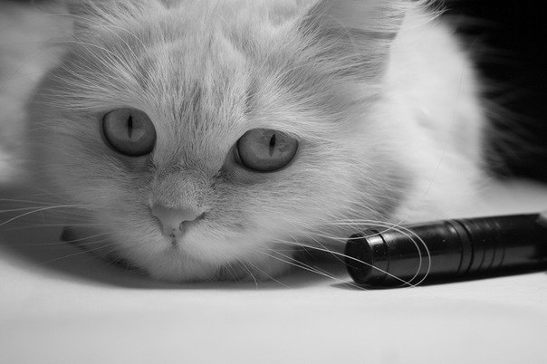 Natalka Masik ♪♫Kot♫♪ | Нижний Новгород