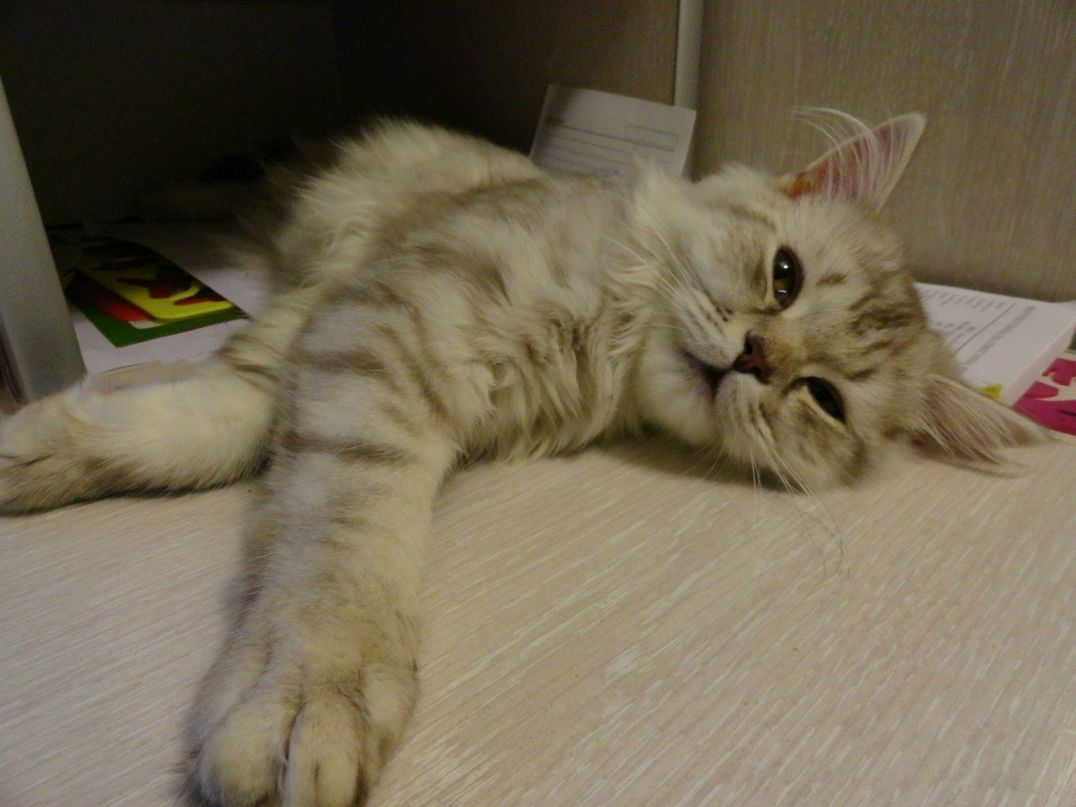 Дмитрий Бикин | Череповец