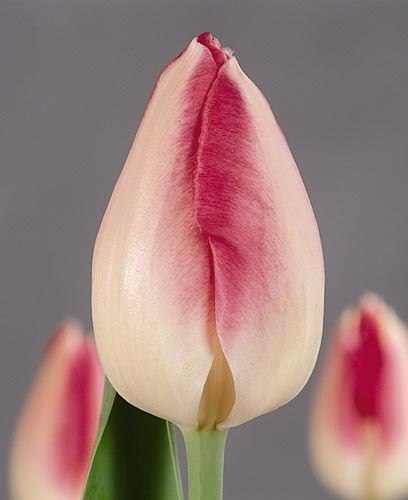 №50, Светлана Жукова №50, Светлана Жукова