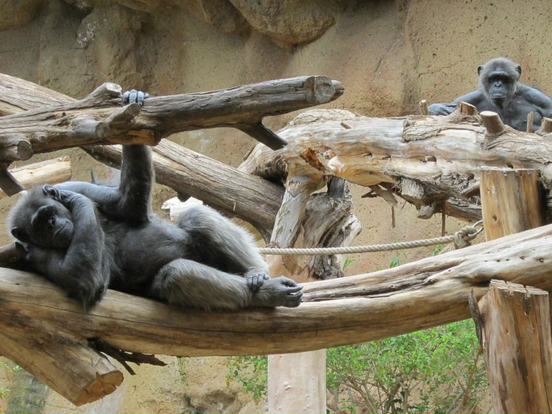 Javier Reyes | Santa Cruz de Tenerife