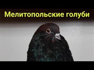 Мелитопольские в Симферополе