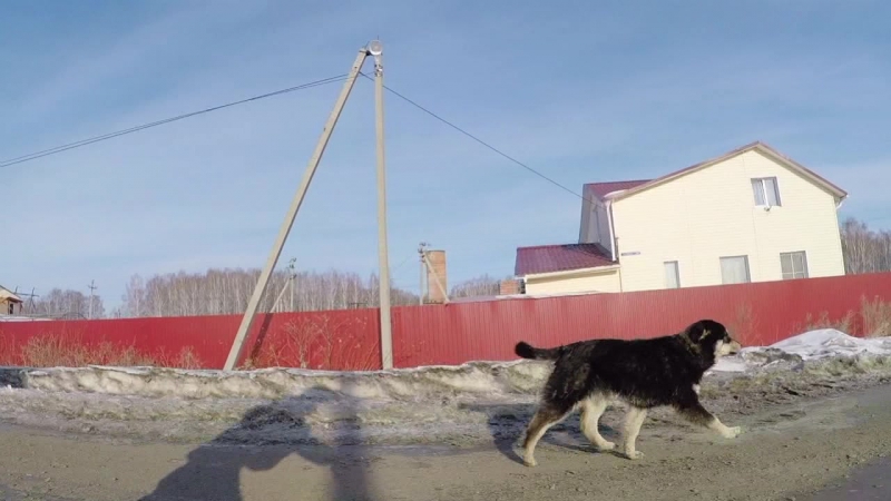 Собака