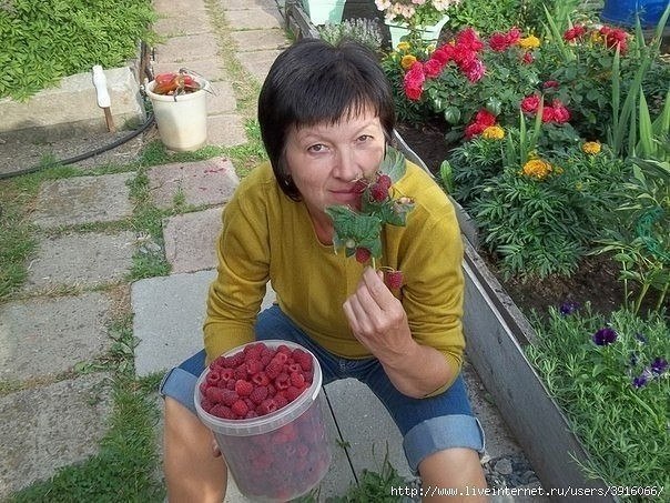 Как без ущерба для урожая омолодить свой малинник