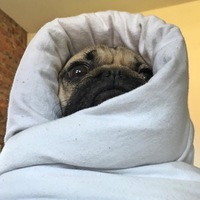 Илья Абрамов