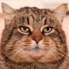 Аватар: Костик Рябцев