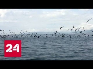 Байкал против. Специальный репортаж Алексея Симахина