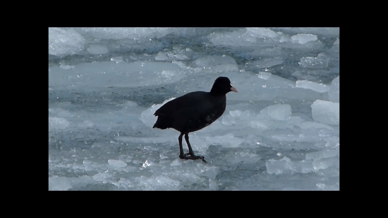 Лысуха (Fulica atra)