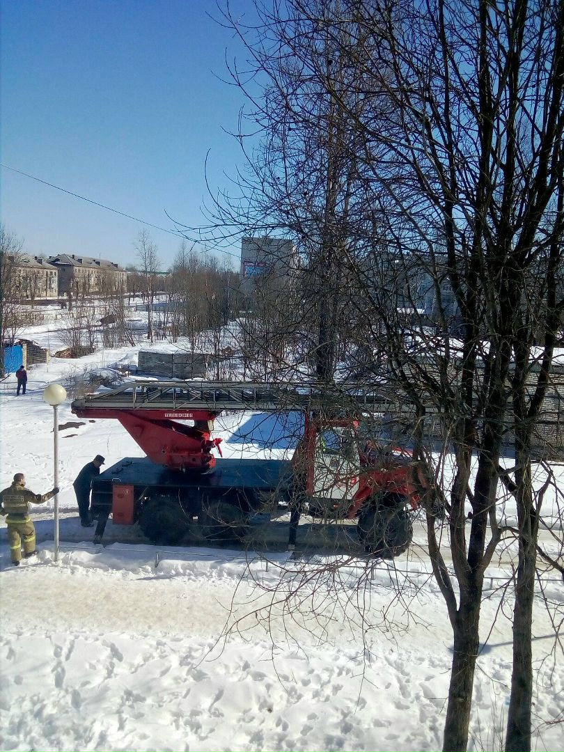 Подпорожские спасатели пришли на помощь застрявшему на дереве котёнку