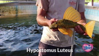 Hypostomus Luteus wild caught from South America