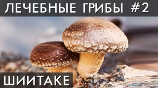 ГРИБ ШИИТАКЕ. Уникальные лечебные свойства высших грибов. Фролов Ю.А.