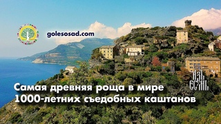 Самая древняя роща в мире 1000 летних каштанов на Корсике