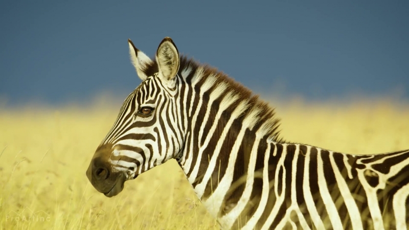 Африканская дикая природа Захватующий фильм дикого мира