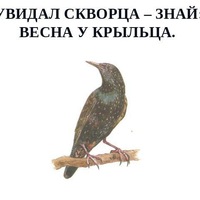 Сергей Скворцов