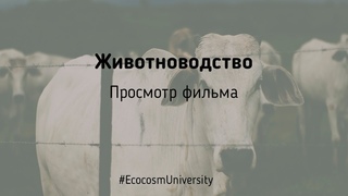Просмотр фильма об индустриальном животноводстве Скотозаговор