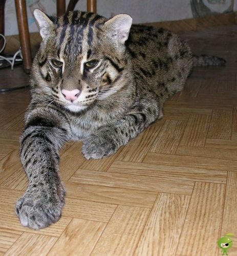 Рыбная азиатская кошка Рыбная азиатская кошка - Felis viverrina, подрод Prionailurus - обитает в Юго-Восточной Азии на небольших территориях Индии, Китая, Вьетнама, Таиланда, Суматры и Явы.Длина