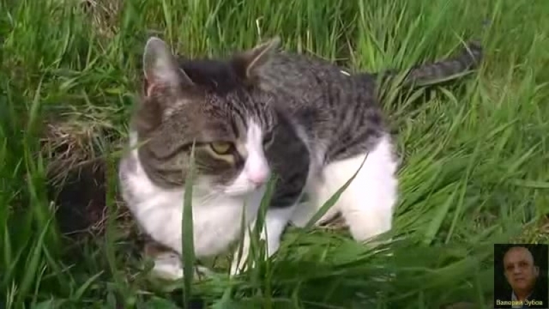 Кошка на