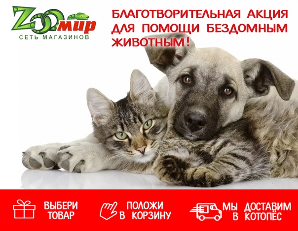 Интернет Магазин Котопес Саратов
