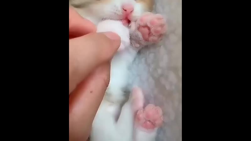 Barber_razzB3OPF4RnNxL.mp4