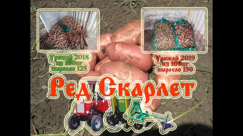 Ред Скарлет СБОР УРОЖАЯ