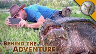 Common Snapping Turtle - Behind the Adventure
