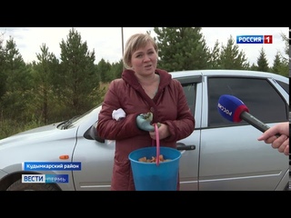 Сезон сбора рыжиков начался раньше обычного