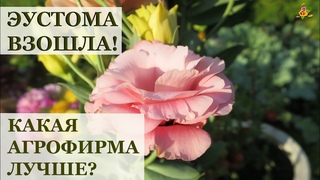 ЭУСТОМА #2 Взошла и что делать дальше? / Сравнение семян разных агрофирм