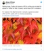 Twitter позволяет пользователям iOS публиковать живые фотографии в формате GIF, изображение №3