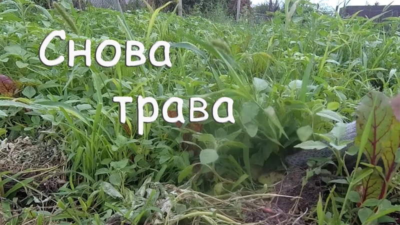 Мем много травы. Песня травы травы не успели от росы серебряной согнуться. Песня ютуб травы травы. Песня ютуб травы травы. Лесные травы средней полосы.