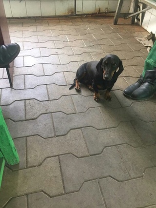 авито армавир животные