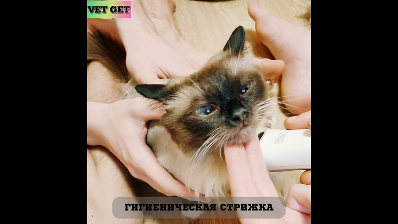 VetGet. Гигиеническая стрижка