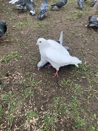 белый голубь на окне. белый голубь примета. дворовые птицы. белый голубь прилетел. белый голубь на окне.