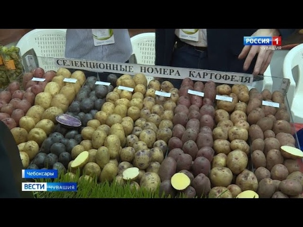 слава картофелю чувашия. картофель в чувашии. картошка в казани. сорт картофеля из чувашии. выставка семян картофеля чебоксары.