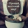 Аватар: Куку Куку