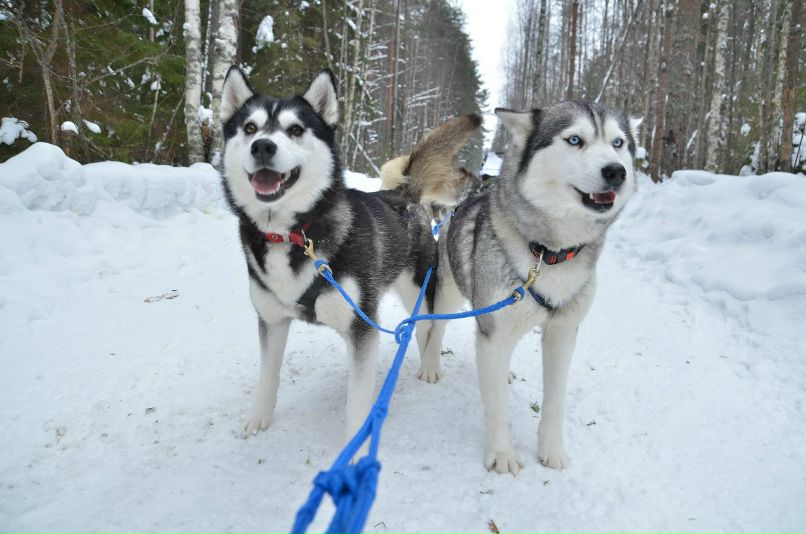 Константин Тихомиров | Неверово