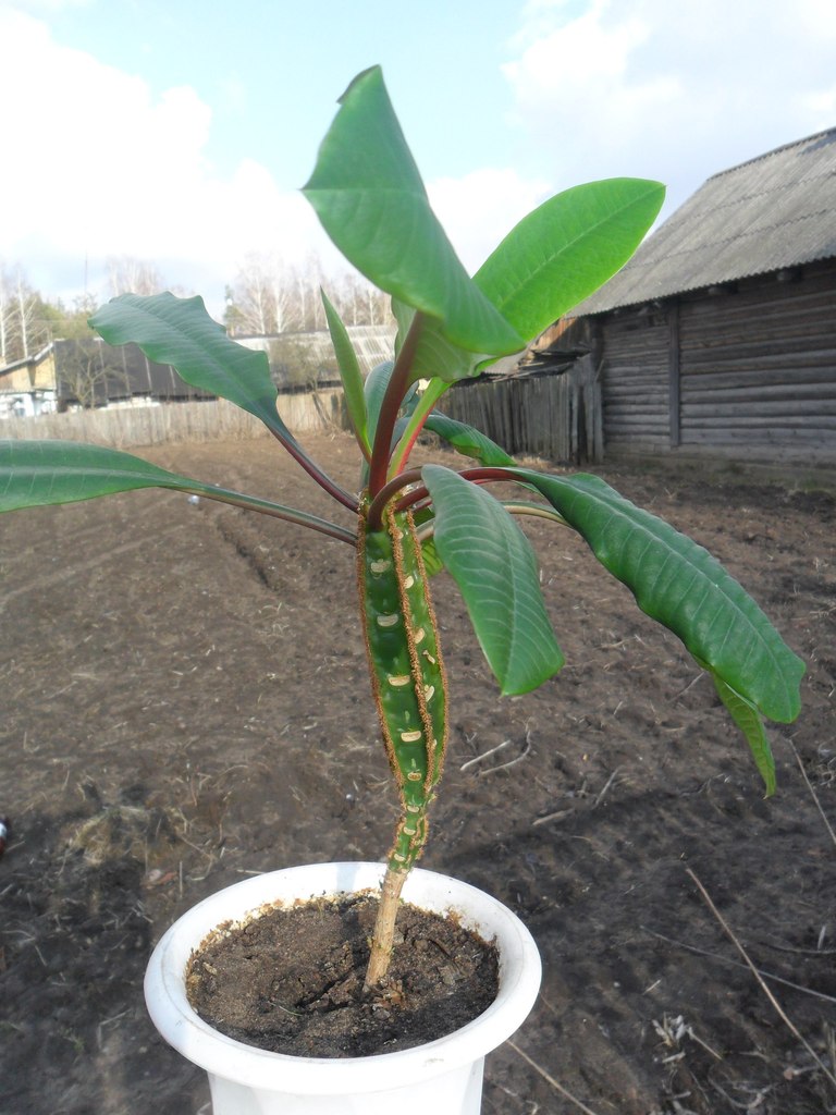 Наталья Лойко | Березино