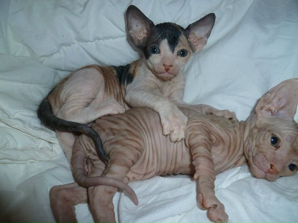 №63, Милана Мишина №63, Милана Мишина