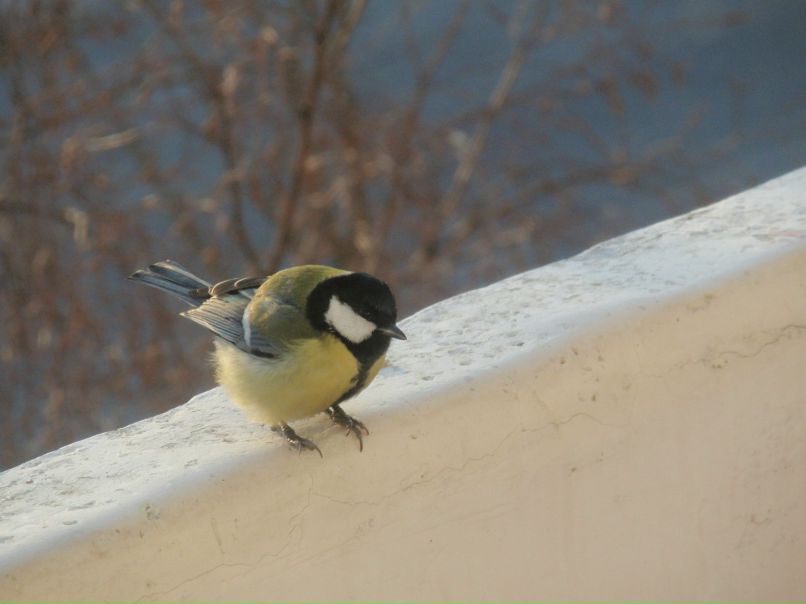 Татьяна Манахова | 