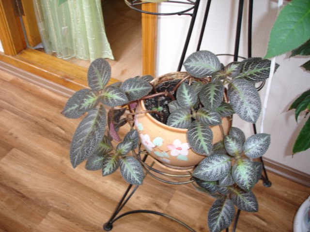 Валентина Косикова | Симферополь