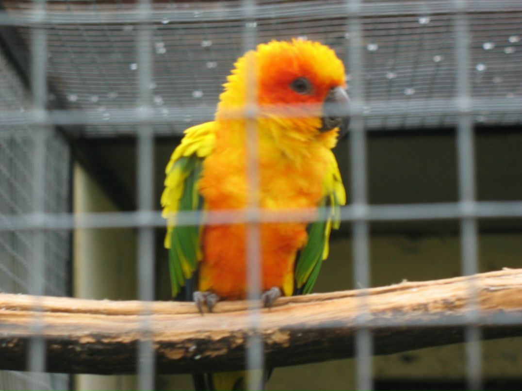 Галя Федоровская (Ночное Небо) | Владикавказ