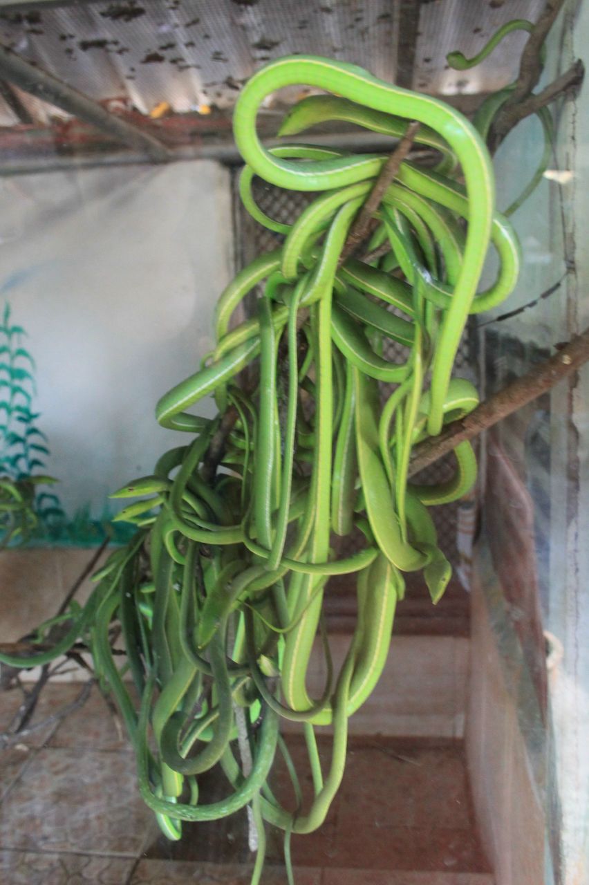 Ирина Паславичуте | Санкт-Петербург