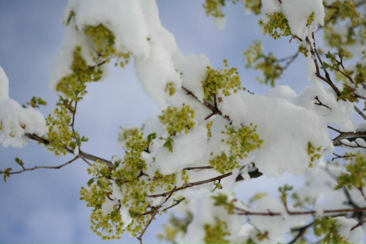 Vladimir Shnayderman | Salt Lake City